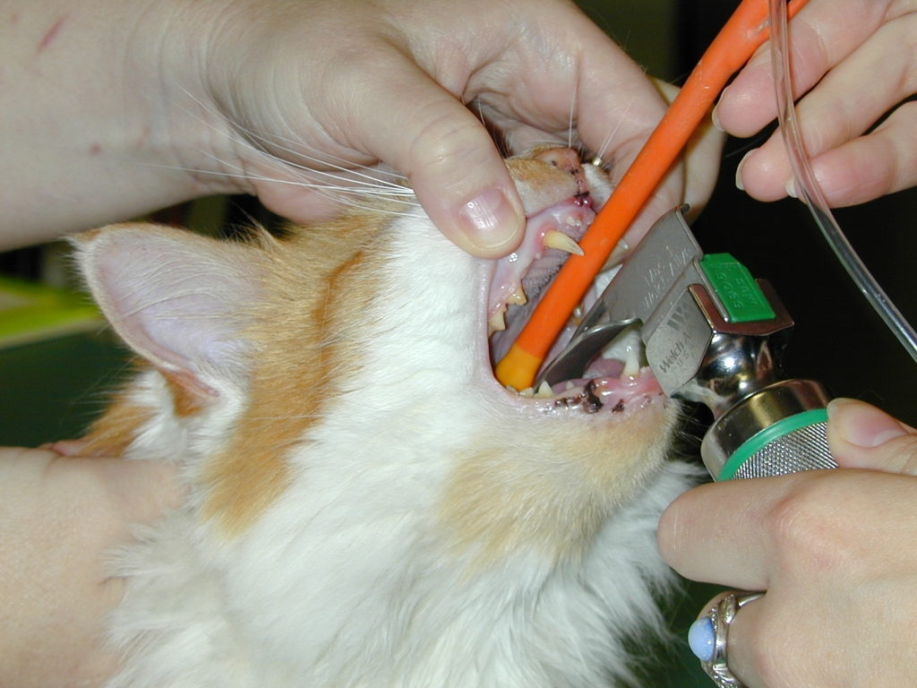 Intubating a cat