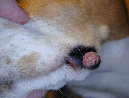 dog wart on face