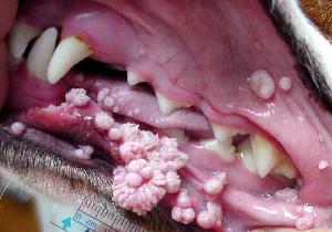 can dogs get hpv virus from humans